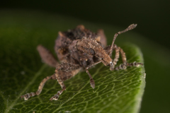 Stephanorhynchus crassus