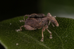 Stephanorhynchus crassus