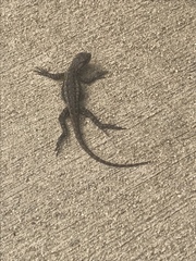Sceloporus occidentalis