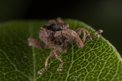 Stephanorhynchus crassus