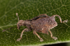 Stephanorhynchus crassus