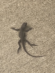 Sceloporus occidentalis