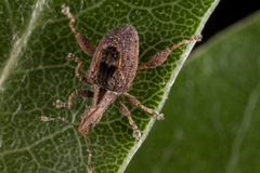 Stephanorhynchus crassus