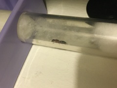 Camponotus decipiens
