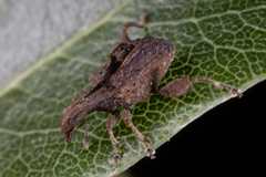 Stephanorhynchus crassus