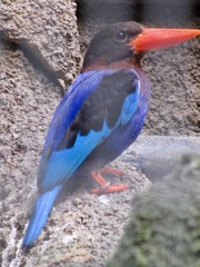 Halcyon cyanoventris