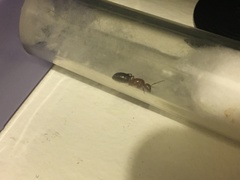 Camponotus decipiens