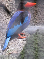 Halcyon cyanoventris