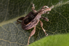 Stephanorhynchus crassus