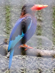 Halcyon cyanoventris