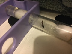 Camponotus decipiens