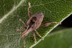 Stephanorhynchus crassus