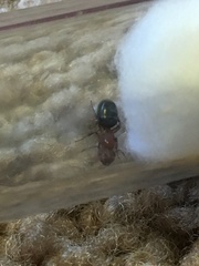 Camponotus decipiens