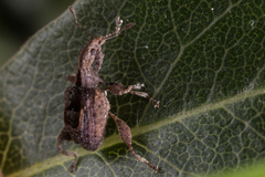 Stephanorhynchus crassus