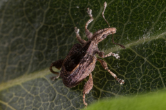 Stephanorhynchus crassus