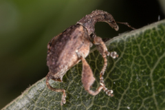 Stephanorhynchus crassus