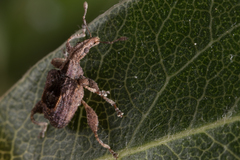 Stephanorhynchus crassus