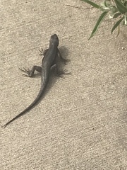 Sceloporus occidentalis