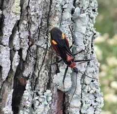 Graptocleptes