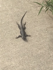 Sceloporus occidentalis