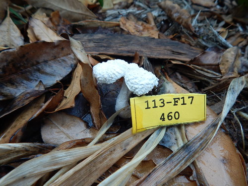 Leucocoprinus cretaceus image