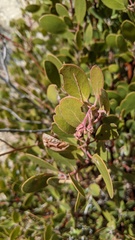 Arctostaphylos parryana