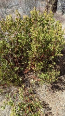 Arctostaphylos parryana