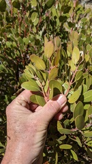 Arctostaphylos parryana