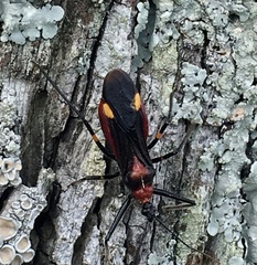Graptocleptes