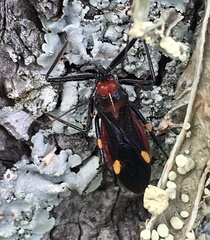 Graptocleptes