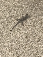 Sceloporus occidentalis