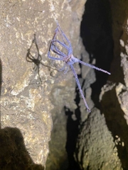 Spelungula cavernicola