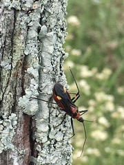 Graptocleptes