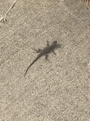 Sceloporus occidentalis