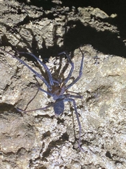 Spelungula cavernicola