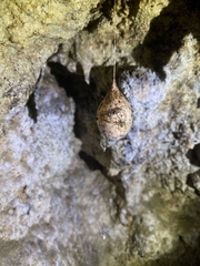 Spelungula cavernicola