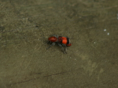 Enoclerus ichneumoneus