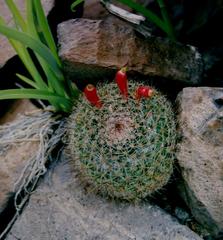 Mammillaria petrophila arida