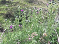 Cirsium vulgare
