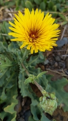 Reichardia