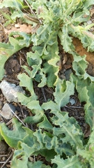 Reichardia