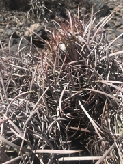 Homalocephala polycephala