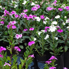 Catharanthus roseus