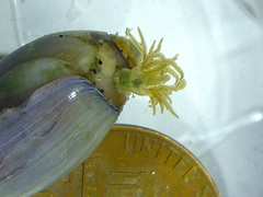 Bunodeopsis