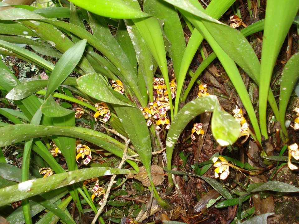 Maxillaria picta