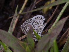 Leptotes cassius