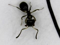 Ochetellus glaber