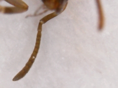 Ochetellus glaber