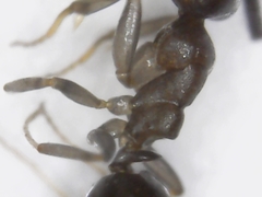 Ochetellus glaber