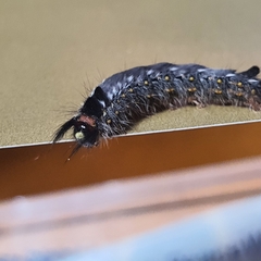 Nataxa flavescens